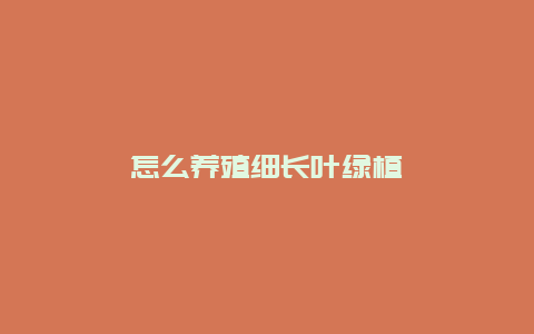 怎么养殖细长叶绿植