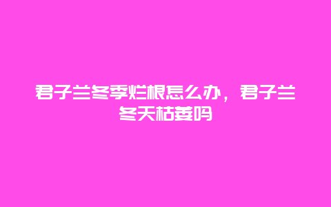 君子兰冬季烂根怎么办，君子兰冬天枯萎吗