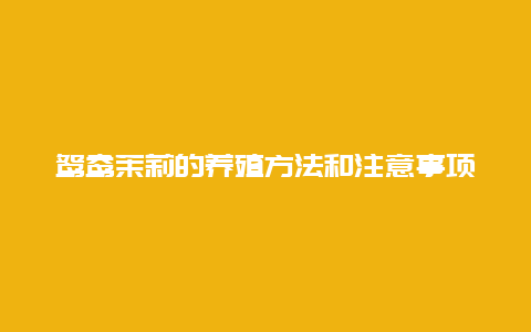 鸳鸯茉莉的养殖方法和注意事项