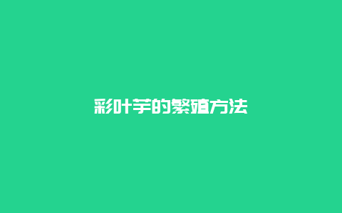 彩叶芋的繁殖方法