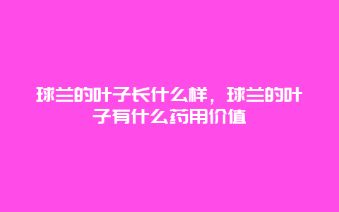 球兰的叶子长什么样，球兰的叶子有什么药用价值