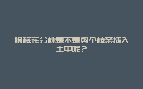 腊梅花分株是不是剪个枝条插入土中呢？