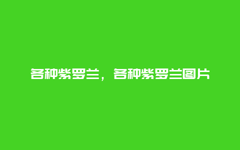 各种紫罗兰，各种紫罗兰图片