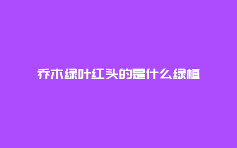 乔木绿叶红头的是什么绿植