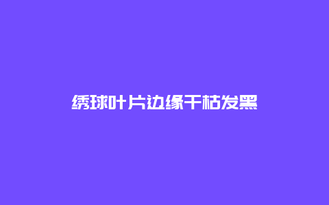 绣球叶片边缘干枯发黑