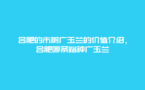 合肥的市树广玉兰的价值介绍，合肥哪条路种广玉兰