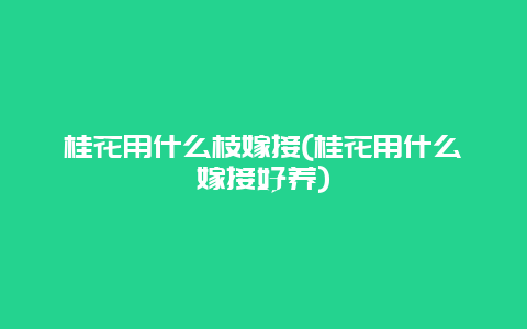 桂花用什么枝嫁接(桂花用什么嫁接好养)