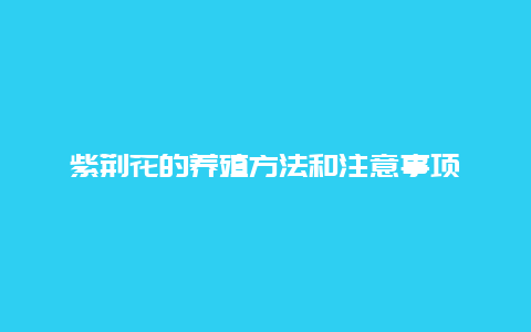 紫荆花的养殖方法和注意事项