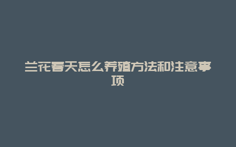 兰花春天怎么养殖方法和注意事项