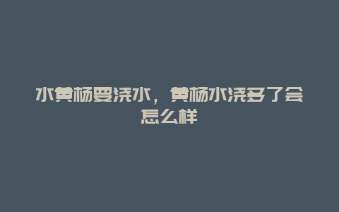 水黄杨要浇水，黄杨水浇多了会怎么样