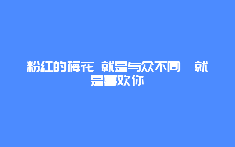 粉红的梅花 就是与众不同　就是喜欢你