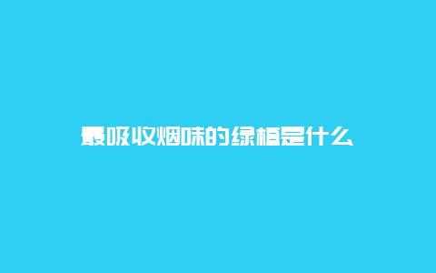 最吸收烟味的绿植是什么