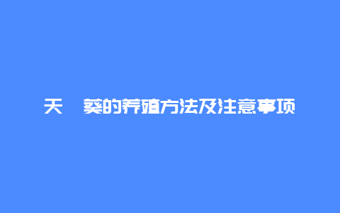 天竺葵的养殖方法及注意事项