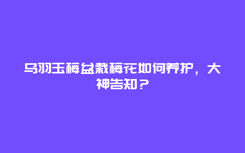 乌羽玉梅盆栽梅花如何养护，大神告知？