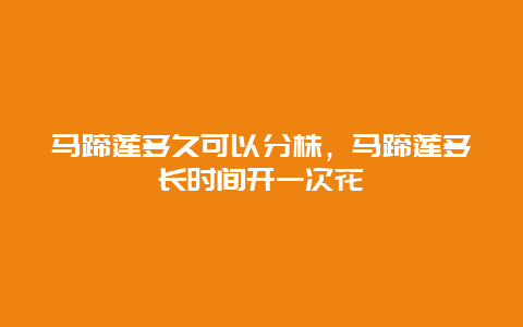 马蹄莲多久可以分株，马蹄莲多长时间开一次花