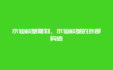 水仙鳞茎雕刻，水仙鳞茎的外部构造