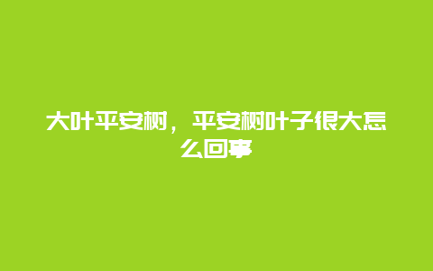 大叶平安树，平安树叶子很大怎么回事