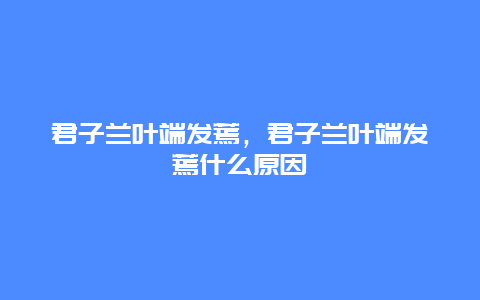 君子兰叶端发蔫，君子兰叶端发蔫什么原因