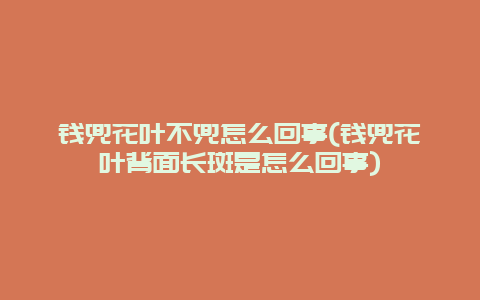 钱兜花叶不兜怎么回事(钱兜花叶背面长斑是怎么回事)