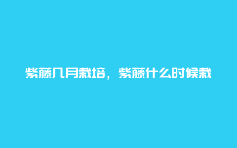 紫藤几月栽培，紫藤什么时候栽