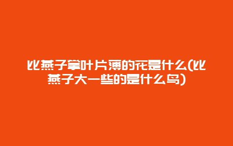 比燕子掌叶片薄的花是什么(比燕子大一些的是什么鸟)