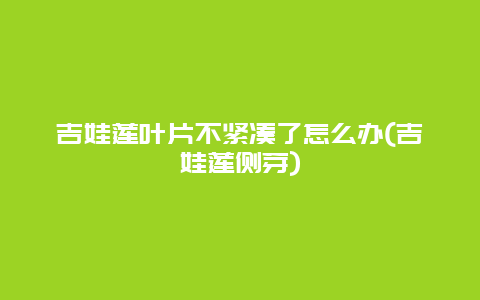 吉娃莲叶片不紧凑了怎么办(吉娃莲侧芽)