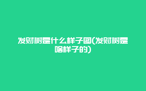 发财树是什么样子图(发财树是啥样子的)