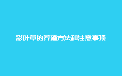 彩叶草的养殖方法和注意事项