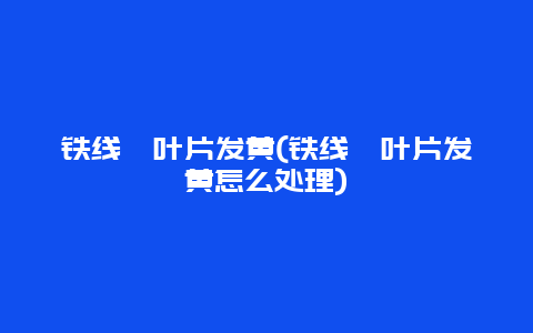 铁线蕨叶片发黄(铁线蕨叶片发黄怎么处理)