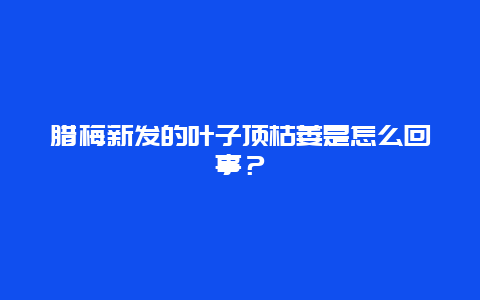 腊梅新发的叶子顶枯萎是怎么回事？