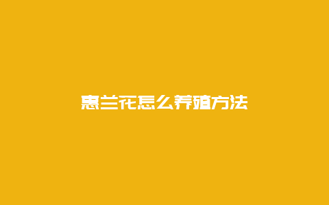 惠兰花怎么养殖方法