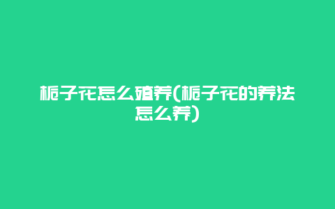 栀子花怎么殖养(栀子花的养法怎么养)