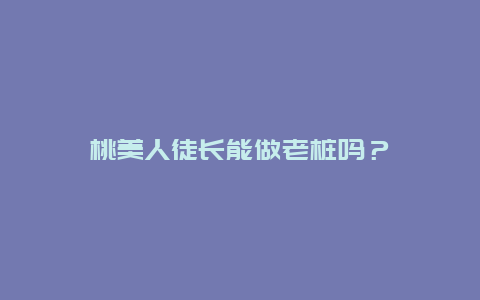 桃美人徒长能做老桩吗？