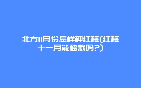 北方11月份怎样种红梅(红梅十一月能移栽吗?)