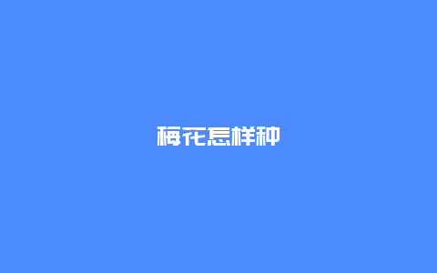 梅花怎样种