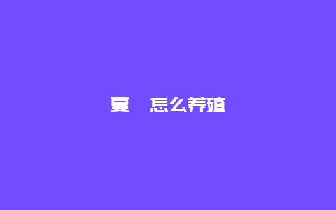 夏堇怎么养殖