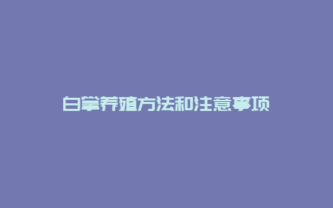 白掌养殖方法和注意事项