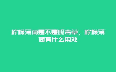 柠檬薄荷是不是吸毒草，柠檬薄荷有什么用处