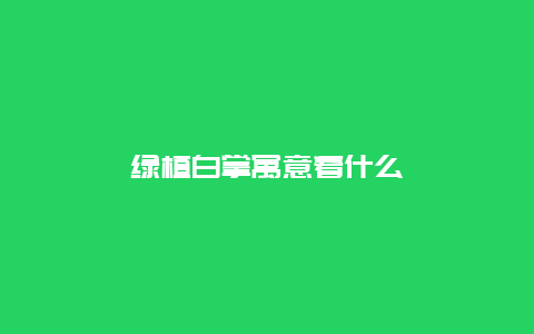 绿植白掌寓意着什么