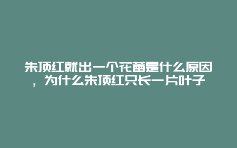 朱顶红就出一个花蕾是什么原因，为什么朱顶红只长一片叶子