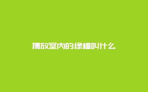 摆放室内的绿植叫什么