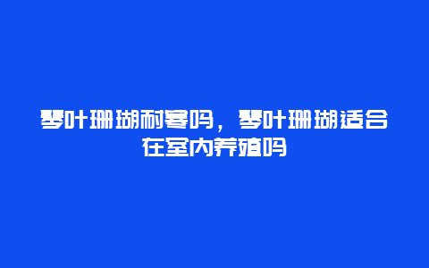 琴叶珊瑚耐寒吗，琴叶珊瑚适合在室内养殖吗