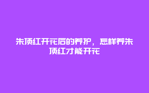 朱顶红开花后的养护，怎样养朱顶红才能开花