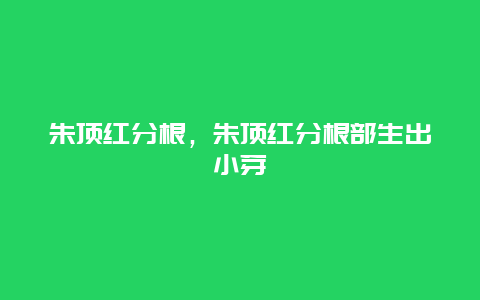 朱顶红分根，朱顶红分根部生出小芽