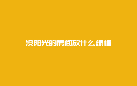 没阳光的房间放什么绿植