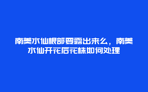 南美水仙根部要露出来么，南美水仙开花后花株如何处理