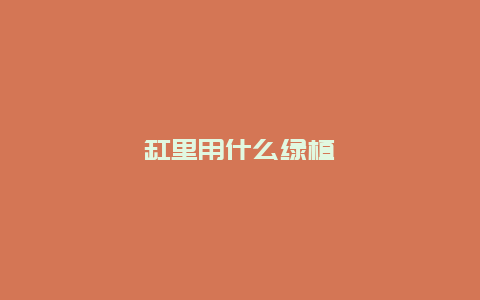 缸里用什么绿植