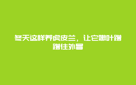 冬天这样养虎皮兰，让它嫩叶蹭蹭往外冒