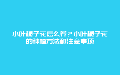 小叶栀子花怎么养？小叶栀子花的种植方法和注意事项