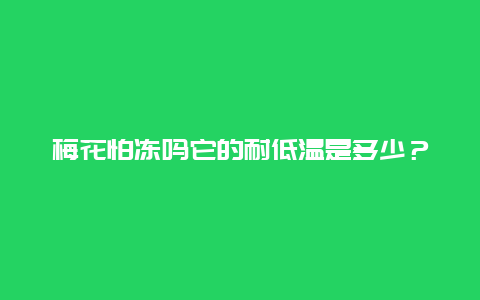 梅花怕冻吗它的耐低温是多少？